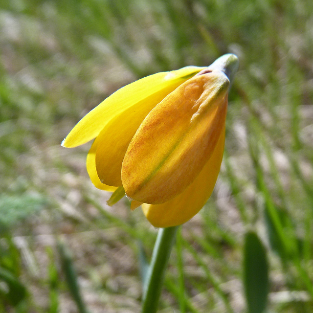 Yellow Bells