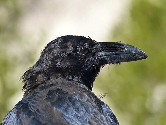 Common Raven