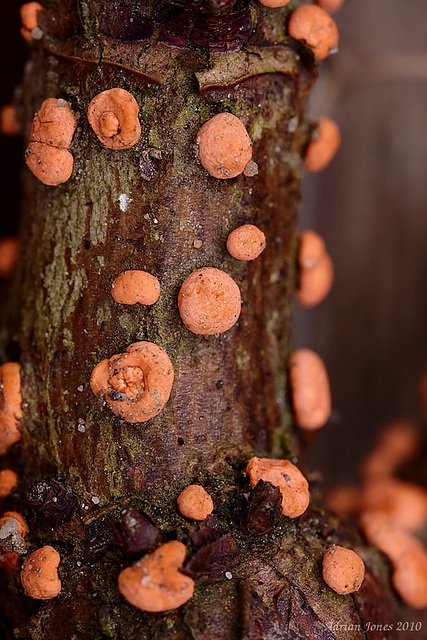 Coral Spot Fungus (Nectria cinnabarina)