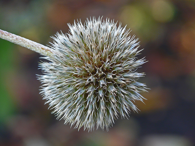 Autumn bokeh