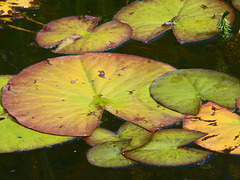 Autumn Lily pads