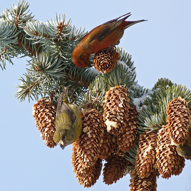 Red Crossbills at work