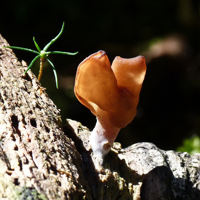 Tiny Saddle Fungus in the sunlight