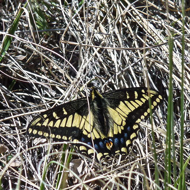 Old World Swallowtail