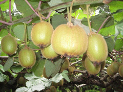 Kiwi fruit on the vine