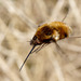 Bee-fly (Bombylius major) in flight.