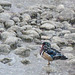 Wood Duck on a snowy day