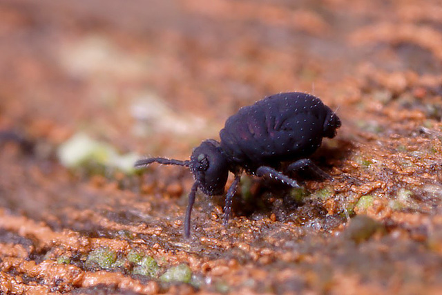 Globular Springtail sp. (Sminthurinus niger)