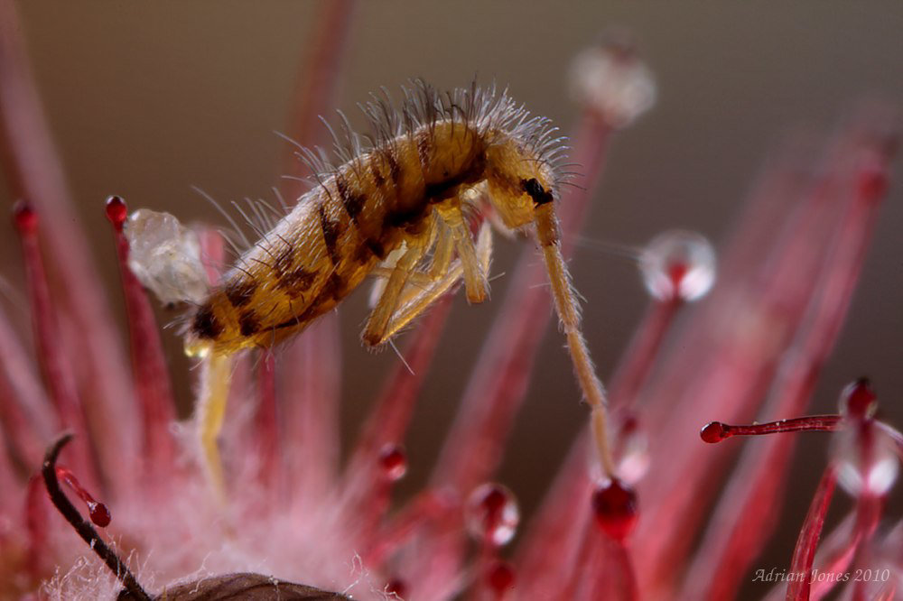 A Sundew (Drosera paradoxa) catches a Springtail (Entomobrya multifasciata)