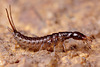 Beetle Larva