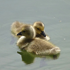 Two little cuties