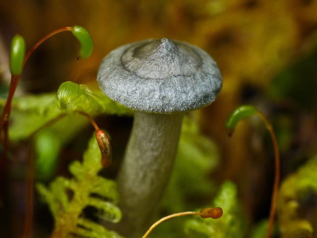 Fungus and moss