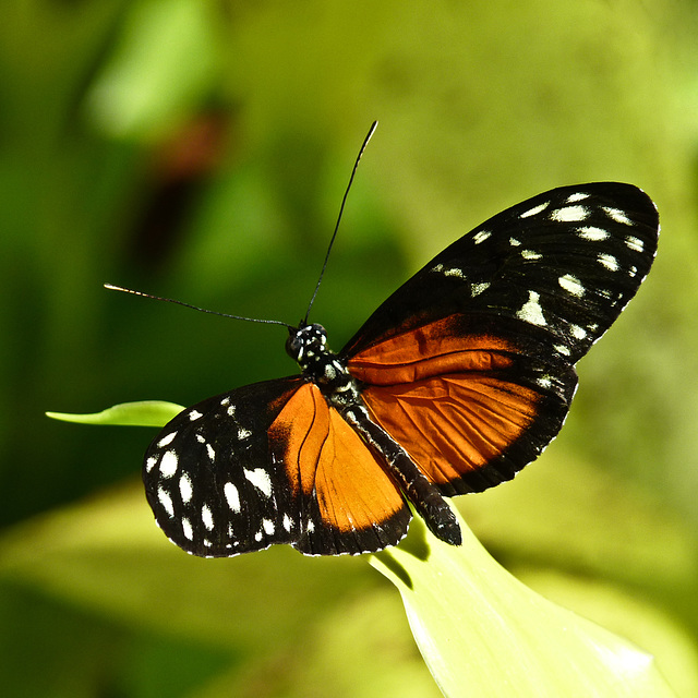 Tiger Longwing