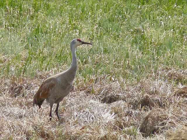 Sandhill Crane