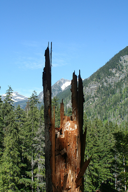 Thunder Creek Trail, North Cascades National Park