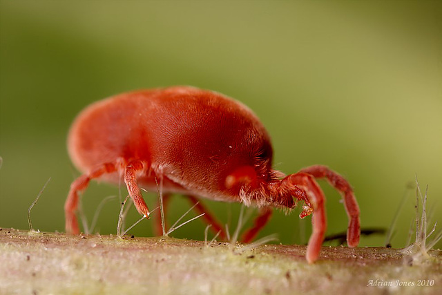 Red Velvet Mite (Trombidium holosericeum ?)