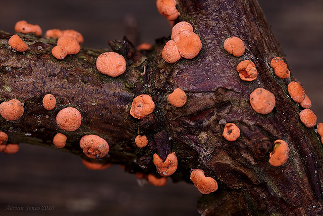 Coral Spot Fungus (Nectria cinnabarina)