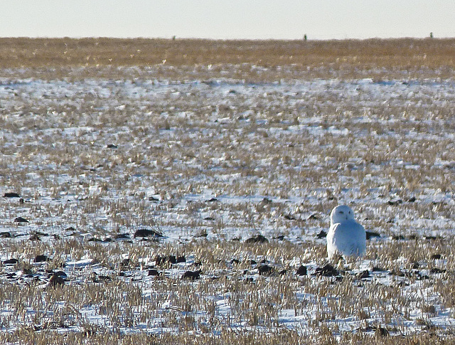 Large, white speck = Snowy Owl
