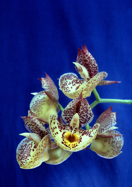 Catasetum Orchidglade 'David Ranches'