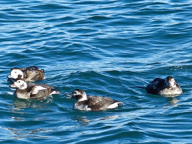 Long-tailed Duck females / Clangula hyemalis