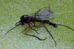 Sciarid Fly caught by a Pinguicula leaf