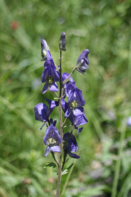 Western Monkshood (Aconitum columbianum)