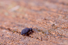 Globular Springtail sp. (Sminthurinus niger)