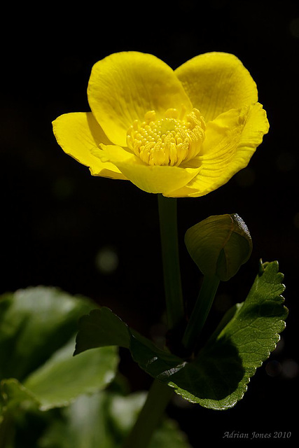 Marsh Marigold