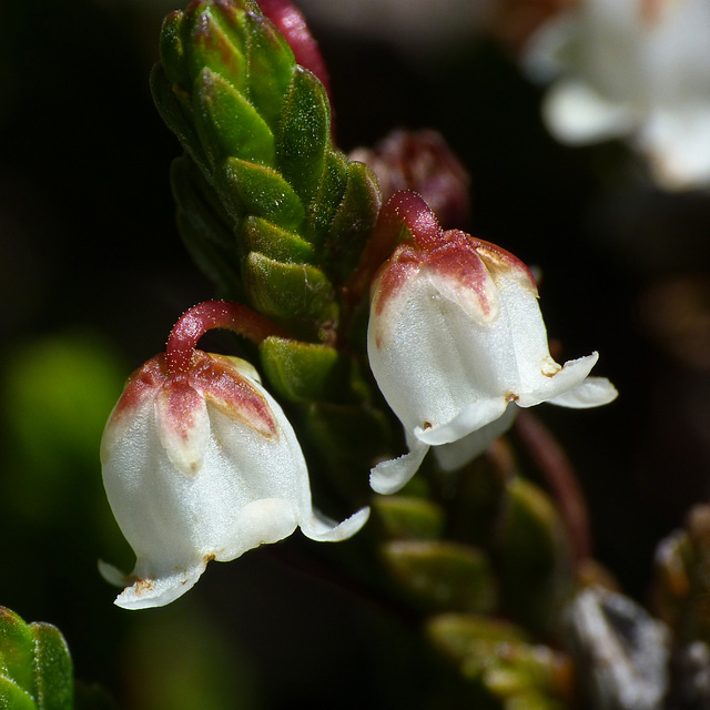 Western Mountain Heather, Cassiope mertensiana