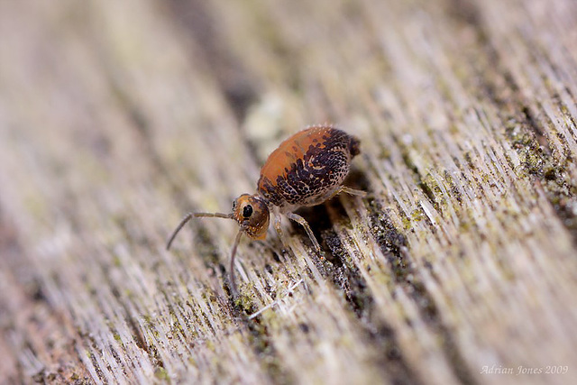 Globular Springtail (Family Katiannidae. A new Genus and new species to science.)