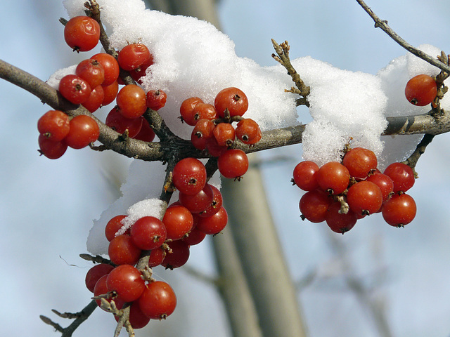 Topped with snow