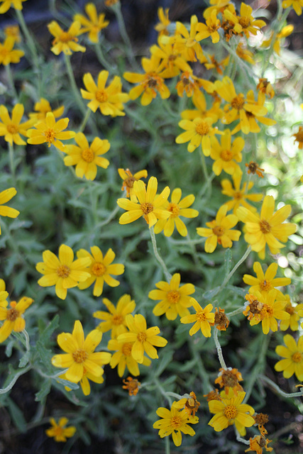 Woolly Sunflower (Eriophyllum lanatum)