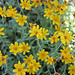 Woolly Sunflower (Eriophyllum lanatum)