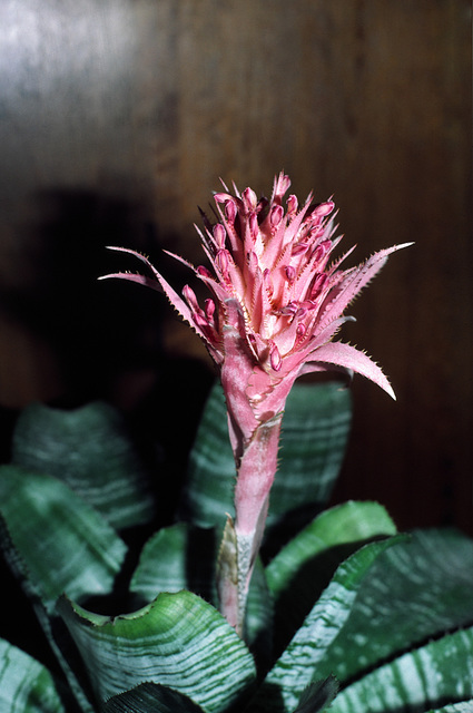 Aechmea fasciata