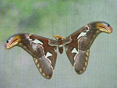 Atlas Moth