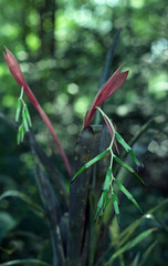 Billbergia nutans