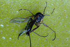 Sciarid Fly caught by a Pinguicula leaf