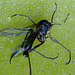 Sciarid Fly caught by a Pinguicula leaf