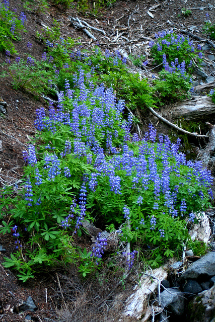 Elegant Lupine (Lupinus lepidus var. lepidus)