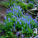 Elegant Lupine (Lupinus lepidus var. lepidus)