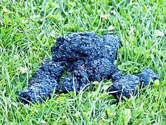 Black Bear scat