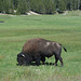 American Bison