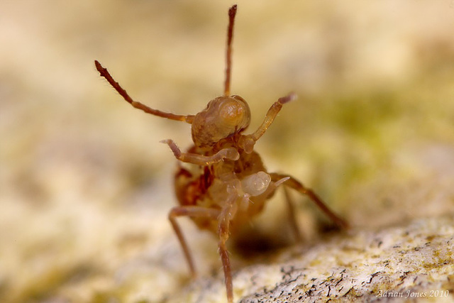 Globular Springtail (Dicyrtomina saundersi)