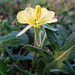 Yellow Cut Leaved Primrose