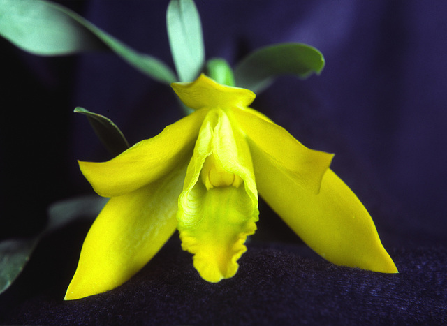 Encyclia citrina