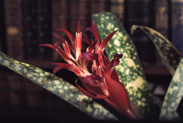 Billbergia Fantasia