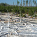 Norris Geyser Basin, Yellowstone National Park