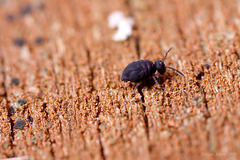 Globular Springtail sp (Sminthurinus niger)