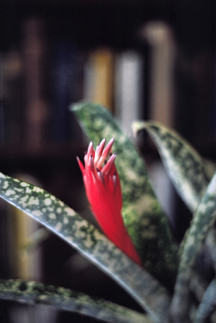 Billbergia Fantasia