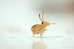 Dicyrtomina ornata